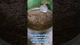 Ashwagandha or Withania Somnifera root processed with milk [upl. by Xad]