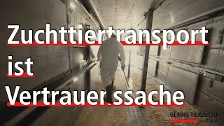 Zuchttiertransport ist Vertrauenssache Bergerbusch Transporte GmbH [upl. by Bendick687]