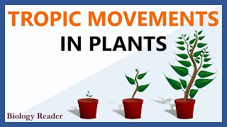 Tropic Movements in Plants  Meaning Tropism Key Points amp Types [upl. by Delmore293]