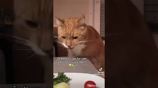 I think he might have an issue 😅 cat catvideos catshorts funny [upl. by Idyak205]