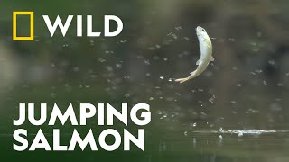 Salmon Spawning in Katmai National Park  Unexplored Americas  National Geographic WILD UK [upl. by Mcgray]