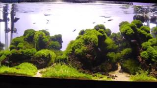 Keindahan Riccardia Moss untuk aquascape [upl. by Sakiv34]