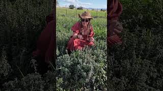 How to Forage for Medicinal Herb Horehound Wilderness Survival Apothecary [upl. by Navar]