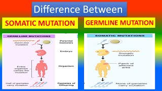 Difference Between Somatic Mutations and Germline Mutations [upl. by Ardaed]