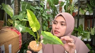 Unboxing Tanaman Hias Monstera Obliqua  Philodendron Anderson  Anthurium Verde x Magnificum [upl. by Ettelloc]