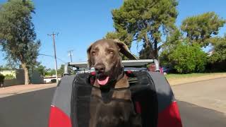 Weimaraner Dog In A Doggyride Novel Bike Trailer [upl. by Ynohtn998]