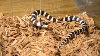 The Herp Lair Black and White Striped California King Snake Colubridae Non Venomous [upl. by Caddaric842]