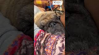 Why my dog is not eating anything shorts pets dog doglovers dogvideos pug petlover [upl. by Schroder879]