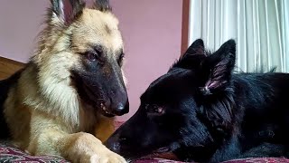 Can Two German Shepherds Live Together  German Shepherds Club [upl. by Woolley]