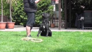 Cane Corso Wurfplanung Alice amp Paolo [upl. by Aserahs865]