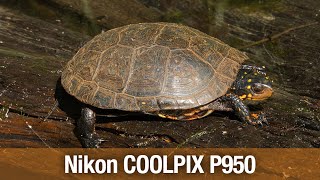 Nikon COOLPIX P950 05252023 [upl. by Pelson]