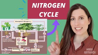 NITROGEN CYCLE A level biology AQA Saprobionts nitrogenfixing ammonification amp nitrification [upl. by Norha]