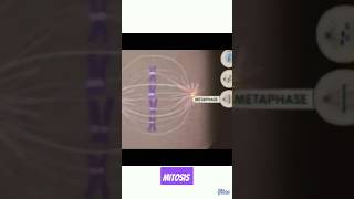 Mitosis  Cell Division different stages under Microscope biology neet agriculture genetics [upl. by Yrolam]