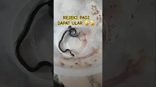 REJEKI PAGI DAPAT ULAR 🤣🤣 ular ularmasukrumah ularberbahaya [upl. by Ameer855]