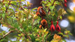 MVI 8496 Bombus dahlbomii en Fuchsia magellanica Parque Oncol Chile 26 nov 14 [upl. by Rizika828]