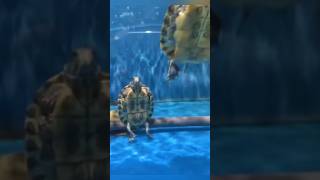 Turtles playing on skateboards animals love shorts [upl. by Walford27]