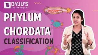 Phylum Chordata Classification Urochordata Cephalochordata and Vertebrata [upl. by Codel]