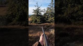 Rypejakt  Ptarmigan hunting hunting wildlife viralvideo viralshorts shorts [upl. by Eanore]