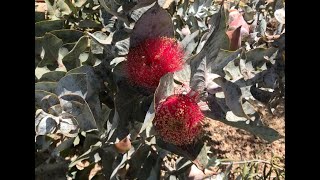 Eucalyptus macrocarpa Mottlecah [upl. by Eelyam]