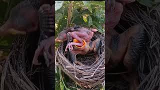 cuckoo baby eating baby leg viral trending shorts shorts feed [upl. by Ardith]