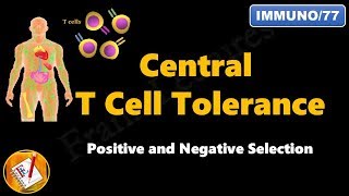 T cell differentiation role of cytokines in T cell differentiation [upl. by Orrocos]