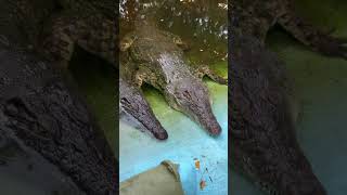 Crocodile 🐊 crocodile crocodiles wildanimals wildlife petsvlog minivlog ytshorts shorts [upl. by Arikihs]