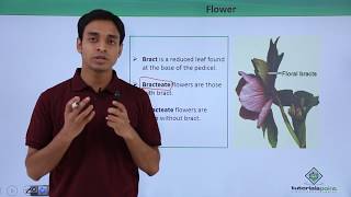 Class 11th – Flower – Introduction  Morphology of Flowering Plants  Tutorials Point [upl. by Oirramed]