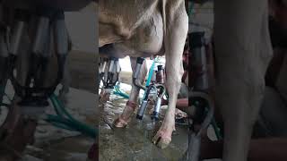 milking machine cow world top class hf breed record milk degree youtubeshorts viralvideo [upl. by Asiat]