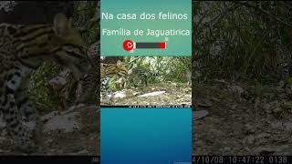 Abrigo das Jaguatiricas animaissilvestres wildlife faunabrasileira animals animaisdafloresta [upl. by Lois61]