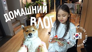 Домашний влог с Такояки и Геликом  Карри райсу по корейски  KOREA VLOG [upl. by Annairol159]