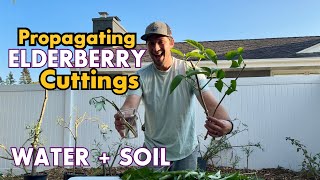 Ultimate Guide to Propagating Elderberry Cuttings StepbyStep Tips for Success [upl. by Klenk]