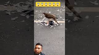 animalswildanimalsshorts birds eagle sparrow kumain Ng pigeon at Buhay pa Pala [upl. by Nagam]