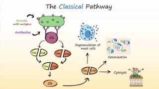 Complement System Part 2  Activation of the Complement System [upl. by Orson623]