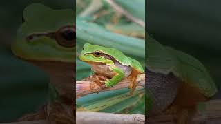 treefrog Hungary Pusta hortobagy [upl. by Ayhtnic]