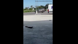 Young alligator at Aransas National Wildlife Refuge delivers a fright [upl. by Seugram]