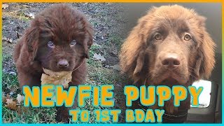 INSANELY CUTE Newfoundland Puppy to 1st Birthday  Newfventures [upl. by Nivrem678]