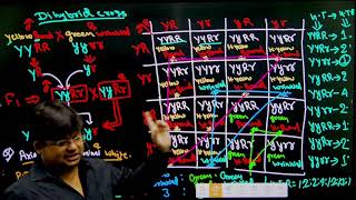 Dihybrid cross mendelian genetics lecture 2 [upl. by Justina]