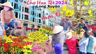 Chợ Hoa Tết Long Xuyên 2024 dàn mai tiền tỉ lâu năm đổ bộ đón tết Giáp Thìn 2024 [upl. by Nohsar617]