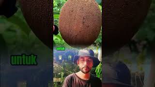 Perbedaan mamey sapote garden mameysapote sawojumbo [upl. by Meihar]