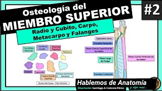 🔴 2👉OSTEOLOGIA DEL MIEMBRO SUPERIOR 🟩 RADIO Y CUBITO CARPO METACARPO Y FALANGES🟪 [upl. by Yriek]