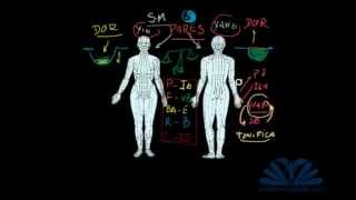 CANAIS DE ACUPUNTURA  MERIDIANOS YIN YANG [upl. by Hoffer]