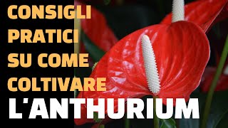 Consigli pratici su come coltivare lanthurium [upl. by Augustine108]