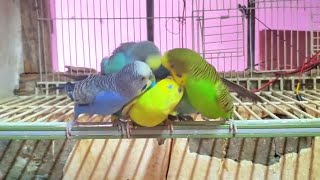 budgie sounds amazing morning in our colonies 😍 [upl. by Llenoil220]