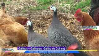 Gallineta o Gallina de Guinea [upl. by Nodnalb443]