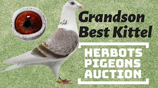 Grandson Best Kittel Very Famous Racing Pigeon Bloodline In The World Now In Herbots Pigeons Auction [upl. by Hansiain]