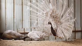 Some rare peacocks colors we raise at our farm [upl. by Gallager268]