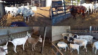 FUI VISITAR UM CRIADOR DE CABRAS GADO E OVINOS DORPER EM GENIPAPO PARAIBA [upl. by Selrahcnhoj]