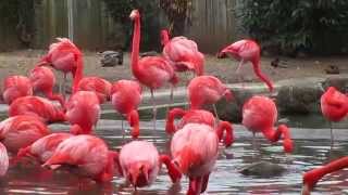 Pink Flamingo Birds  At The National ZOO [upl. by Norehc921]