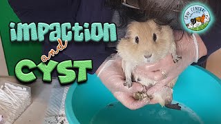 Senior Male Guinea Pig with Chronic Impaction  Boar Cleaning at Cavy Central [upl. by Yetac]