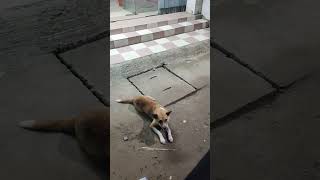 Cute street dog [upl. by Mccahill499]